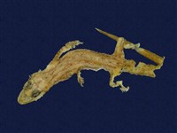 藏品(蝎虎)的圖片